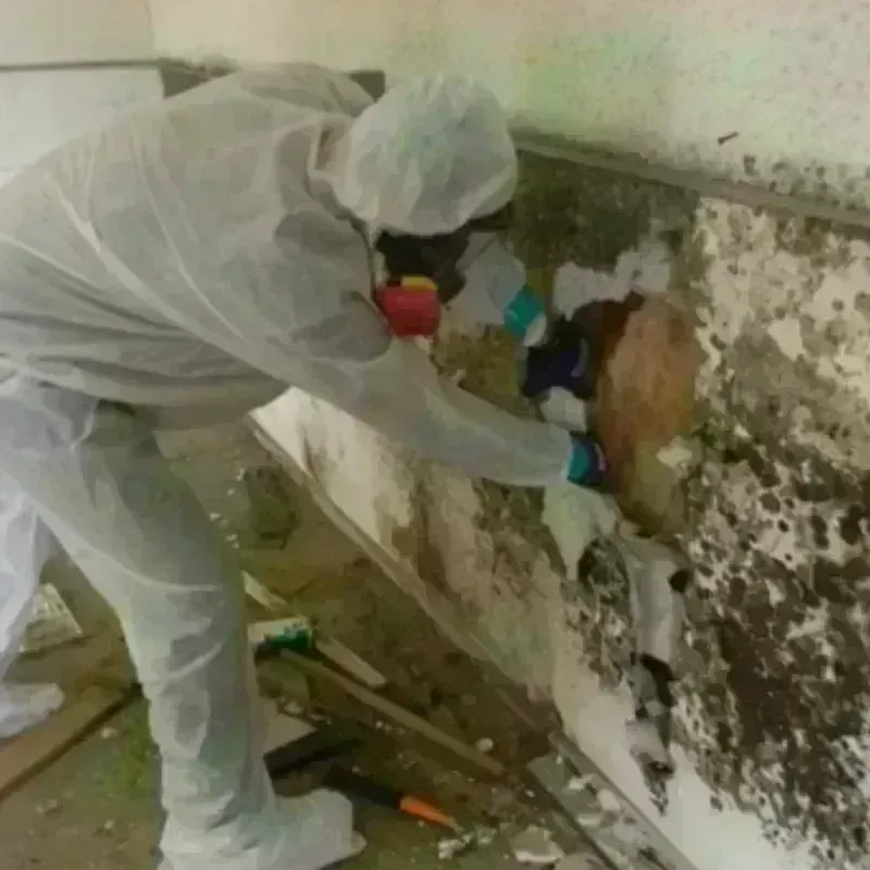 Mold Remediation and Removal in Berkeley Springs, WV